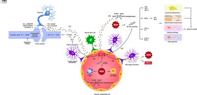 Doxorubicin-Induced Cognitive Impairment: The Mechanistic Insights